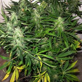Auto Sweet Skunk feminised Royal Queen
