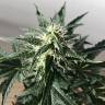 Качественные семена конопли Auto Afghan Kush feminised Ganja Seeds