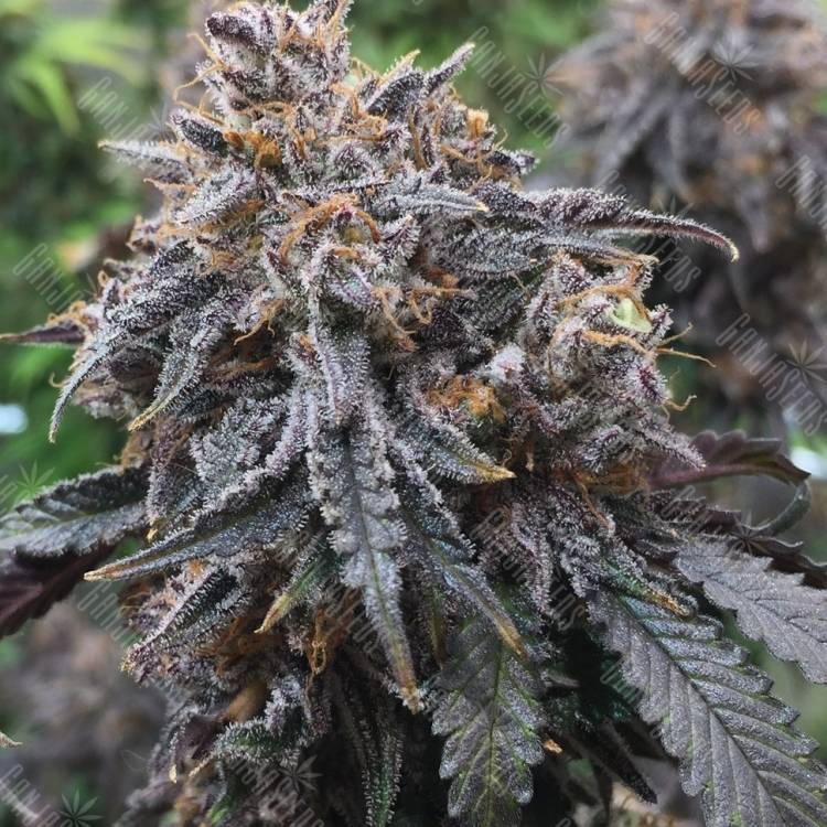 семена конопли с доставкой рф   Auto Afghan Kush feminised Ganja Seeds