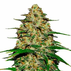 Wedding Cheesecake feminised Ganja Seeds