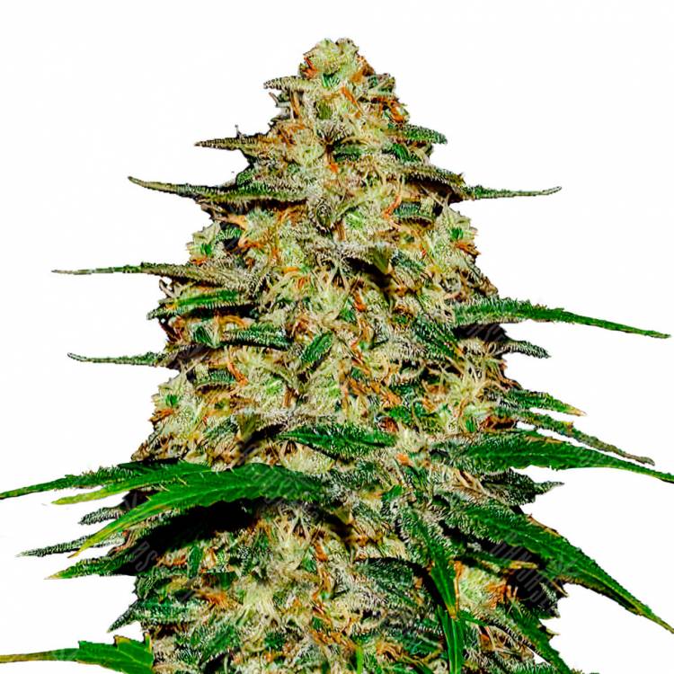 Семена Wedding Cheesecake feminised Ganja Seeds