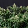Wedding Cheesecake feminised Ganja Seeds купить