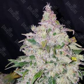 Auto Fast Bud feminised Ganja Seeds