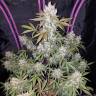 семена конопли автоцвет Auto Fast Bud feminised