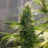 заказ семян конопли Спб Auto White Widow CBD feminised Green House Seeds