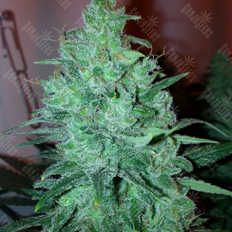 семена индийской конопли Auto White Widow CBD feminised Green House Seeds