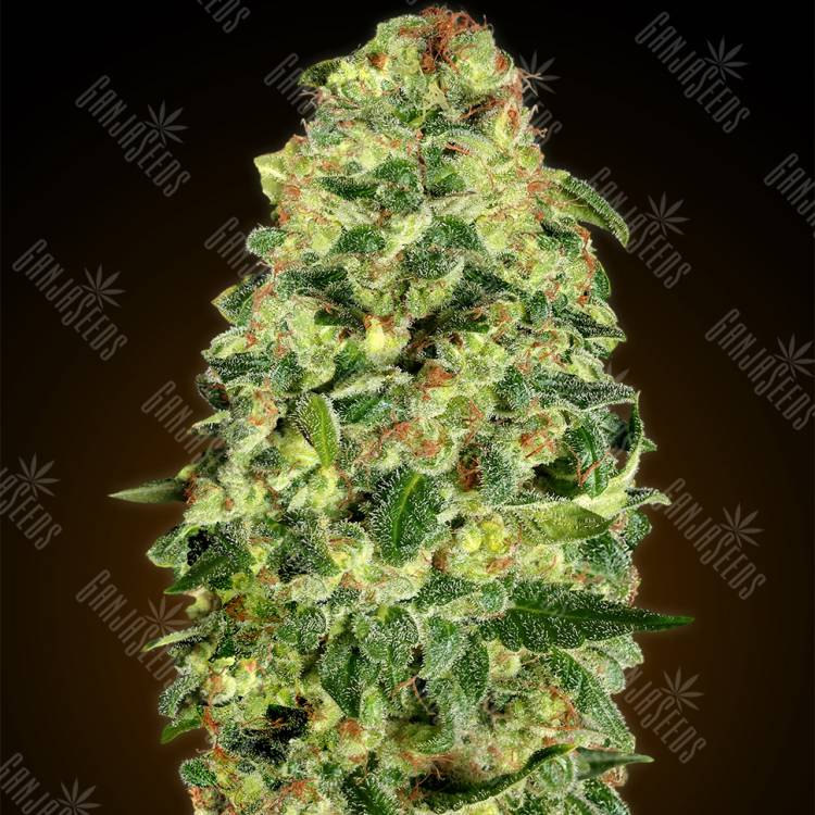 заказ семян конопли Москва Auto California Kush feminised 00 Seeds