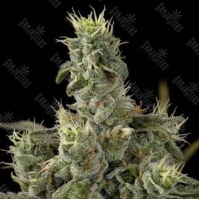 Nicole Kush feminised DNA Genetics