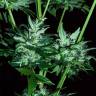где можно заказать семена конопли Auto Dr. Greenthumb's Dedoverde Haze feminised Humboldt Seeds