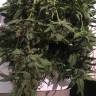 хорошие семена конопли Auto Dr. Greenthumb's Dedoverde Haze feminised Humboldt Seeds