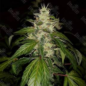 Auto Jack feminised Paradise Seeds