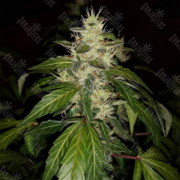 семена конопли сорта сатива Auto Jack feminised Paradise Seeds