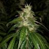мощные семена конопли Auto Jack feminised Paradise Seeds