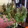 семена конопли в фирменной упаковке Auto Jack feminised Paradise Seeds
