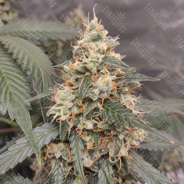 семена конопли для посадки купить Auto White Widow feminised Royal Queen