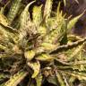 семена конопли марихуаны Auto Sweet Nurse CBD feminised Sweet Seeds семена конопли марихуаны Auto Sweet Nurse CBD feminised Sweet Seeds