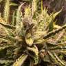 семена конопли элитных сортов Auto Sweet Nurse CBD feminised Sweet Seeds семена конопли элитных сортов Auto Sweet Nurse CBD feminised Sweet Seeds