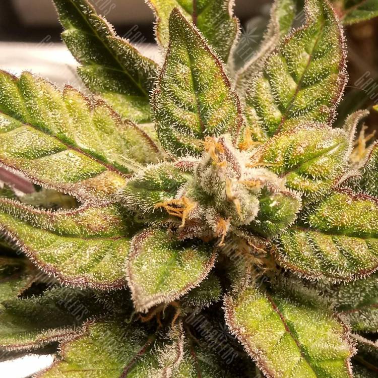 семена конопли медицинской Auto Sweet Nurse CBD feminised Sweet Seeds семена конопли медицинской Auto Sweet Nurse CBD feminised Sweet Seeds