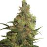 Cream 47 feminised Ganja Seeds Fast Version
