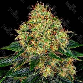 Auto Skywalker feminised Ganja Seeds