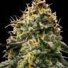 Auto Skywalker feminised Ganja Seeds