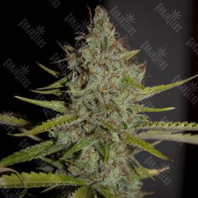 Himalaya Gold feminised Green House Seeds