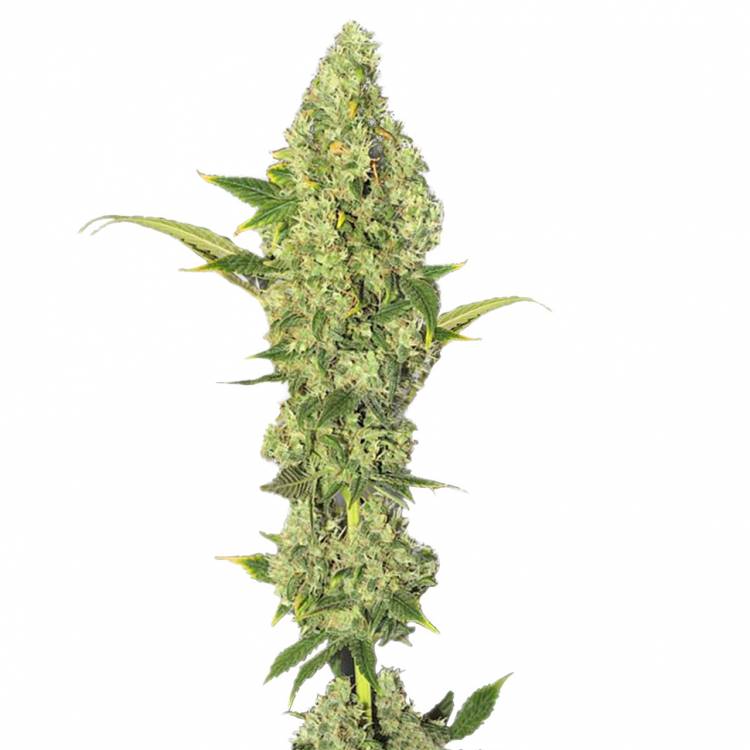 Pointer feminised RuSeeds Pointer feminised RuSeeds