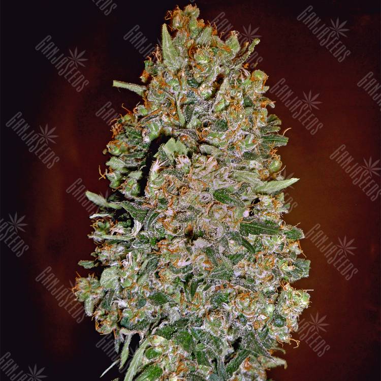 семена конопли для посадки купить Auto Chocolate Skunk feminised 00 Seeds семена конопли для посадки купить Auto Chocolate Skunk feminised 00 Seeds