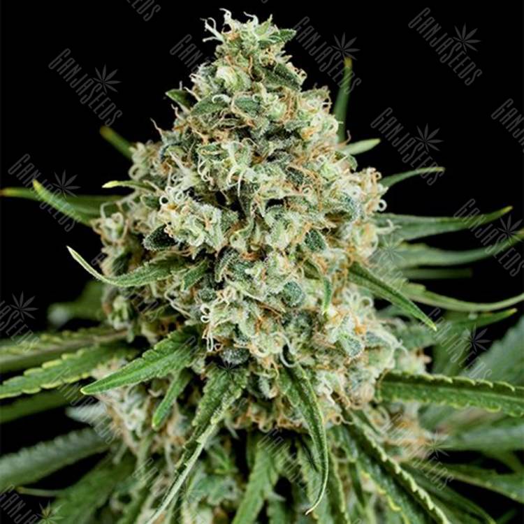 семена конопли для посадки купить Peyote Critical feminised Barneys Farm