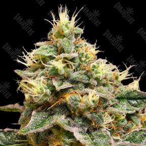 OG LA Affie feminised DNA Genetics