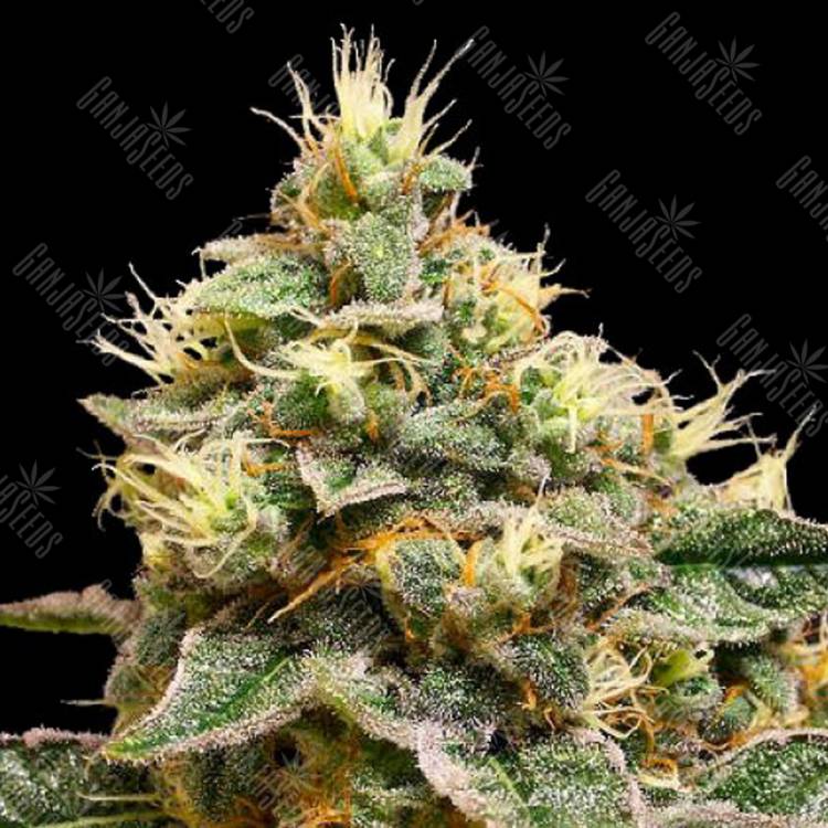 семена конопли курьером OG LA Affie feminised DNA Genetics семена конопли курьером OG LA Affie feminised DNA Genetics