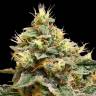 семена конопли курьером OG LA Affie feminised DNA Genetics семена конопли курьером OG LA Affie feminised DNA Genetics