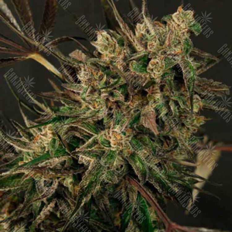 семена конопли Exotic Colours feminised Exotic Seed семена конопли Exotic Colours feminised Exotic Seed