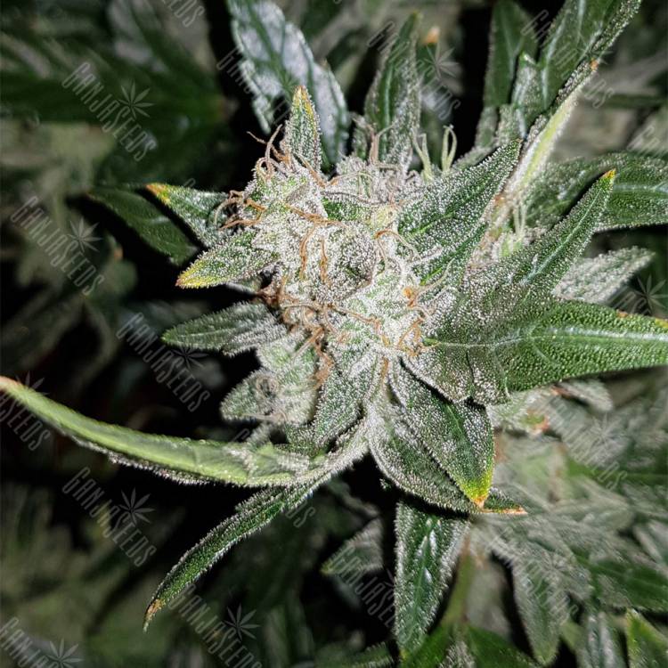 конопля семена сорта заказать Auto Lemon Juice Express feminised Humboldt Seeds