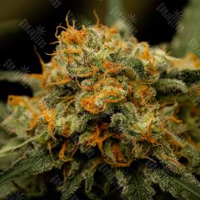 Channel+ feminised Medical Seeds