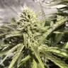 семена конопли в интернете Amnesia Haze feminised Royal Queen