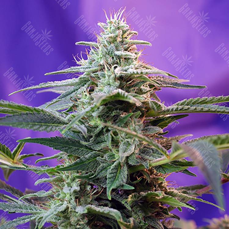 семена конопли скороспелый купить Auto Sweet Special feminised Sweet Seeds