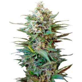 Auto Big Devil XL feminised Ganja Seeds