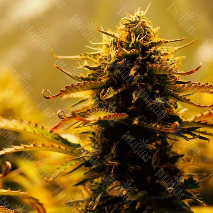 Семена конопли Jack 47 feminised Ganja Seeds Fast Version