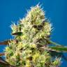 Семена Auto Sweet Gelato feminised Ganja Seeds купить Семена Auto Sweet Gelato feminised Ganja Seeds купить