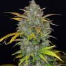 Семена Auto Sweet Gelato feminised Ganja Seeds заказать Семена Auto Sweet Gelato feminised Ganja Seeds заказать