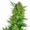Семена Auto Sweet Gelato feminised Ganja Seeds недорого Семена Auto Sweet Gelato feminised Ganja Seeds недорого