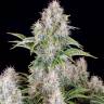 Auto Sugar GOM feminised Ganja Seeds