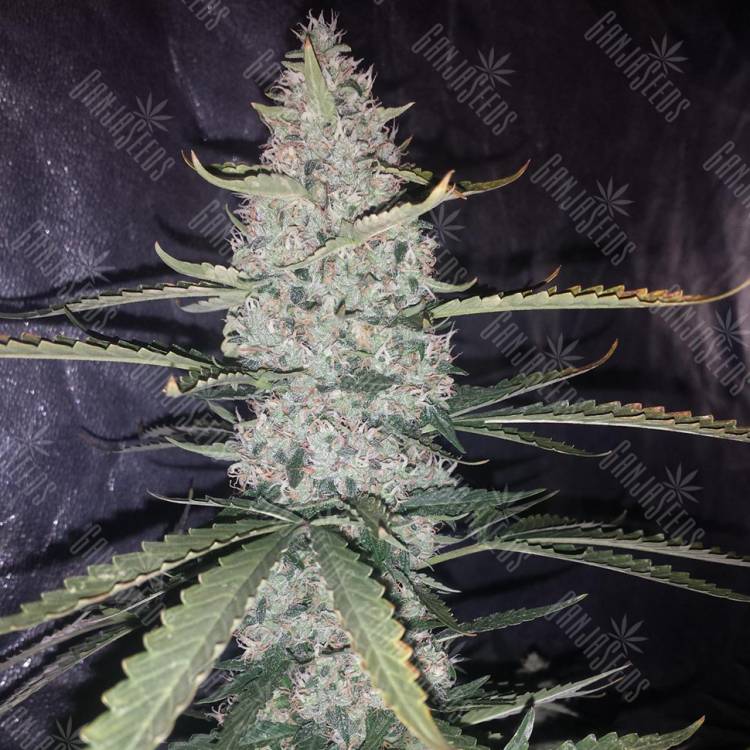 Auto Ultimate feminised Dutch Passion Seeds