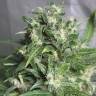 Auto AK 47 feminised Breeders Community Seeds