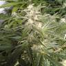 Auto AK 47 feminised Breeders Community Seeds