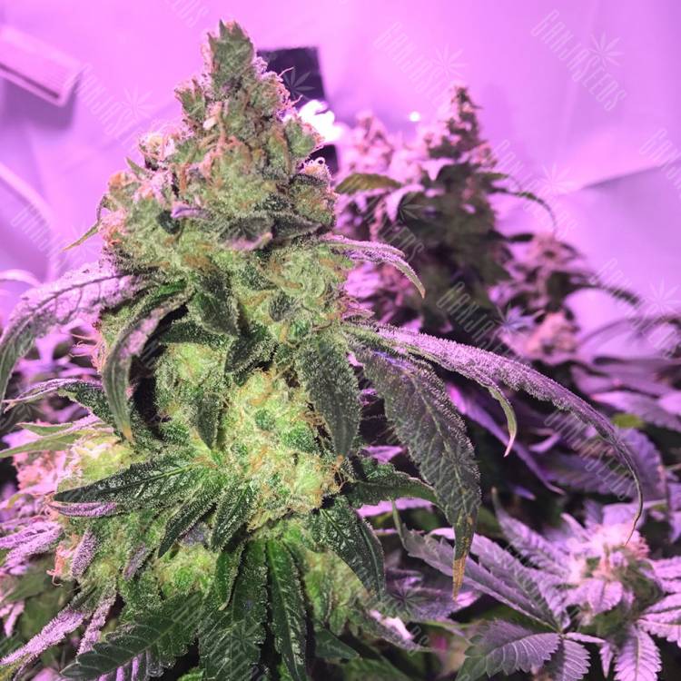 заказать на сайте семена конопли Umai feminised Bang Seeds