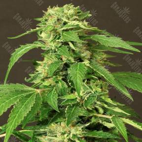 Exotic Thai feminised Exotic Seed