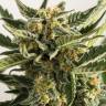 семена конопли для посадки купить Auto Lost Coast Skunk feminised Humboldt Seeds