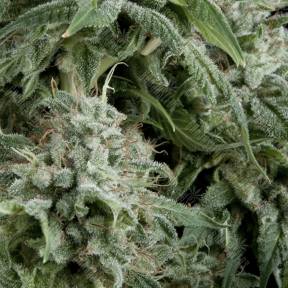 Auto Northern Lights CBD feminised Pyramid Seeds